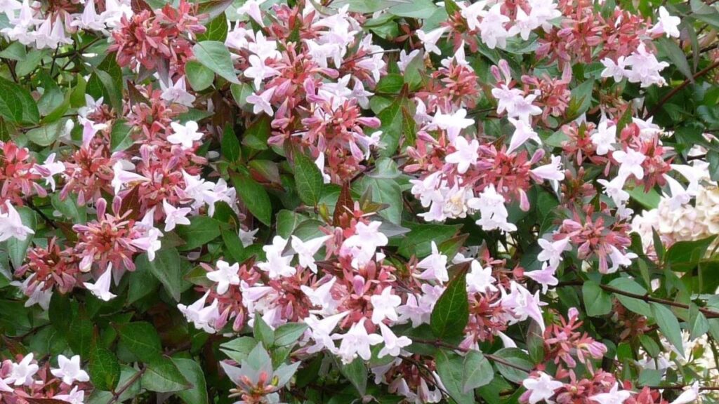 Abelia-plant