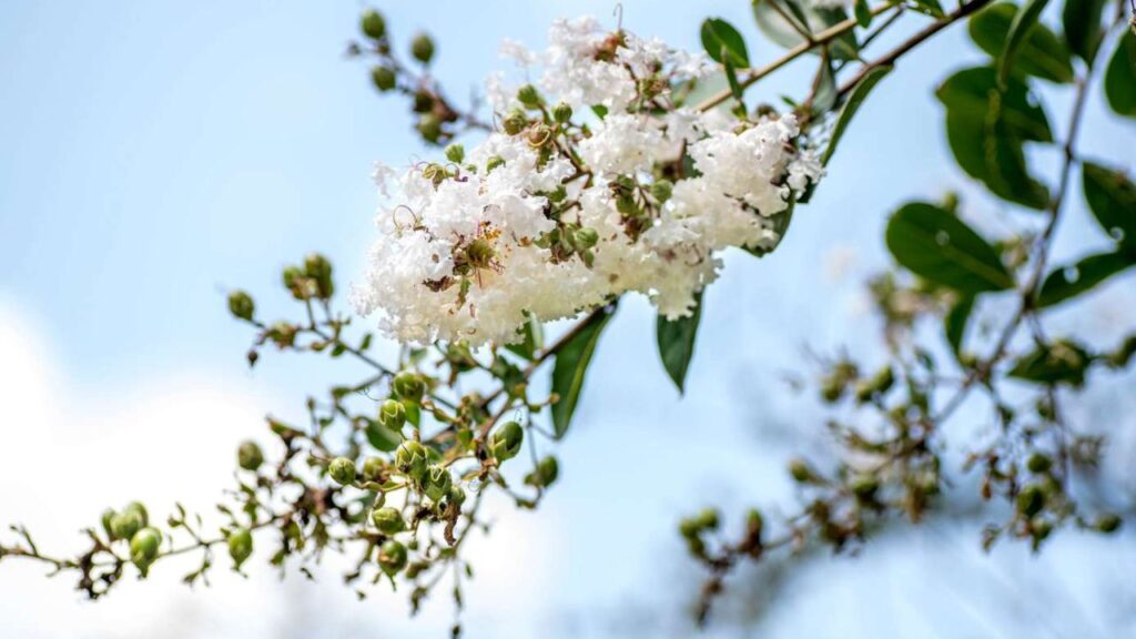 Acoma Crape Myrtle